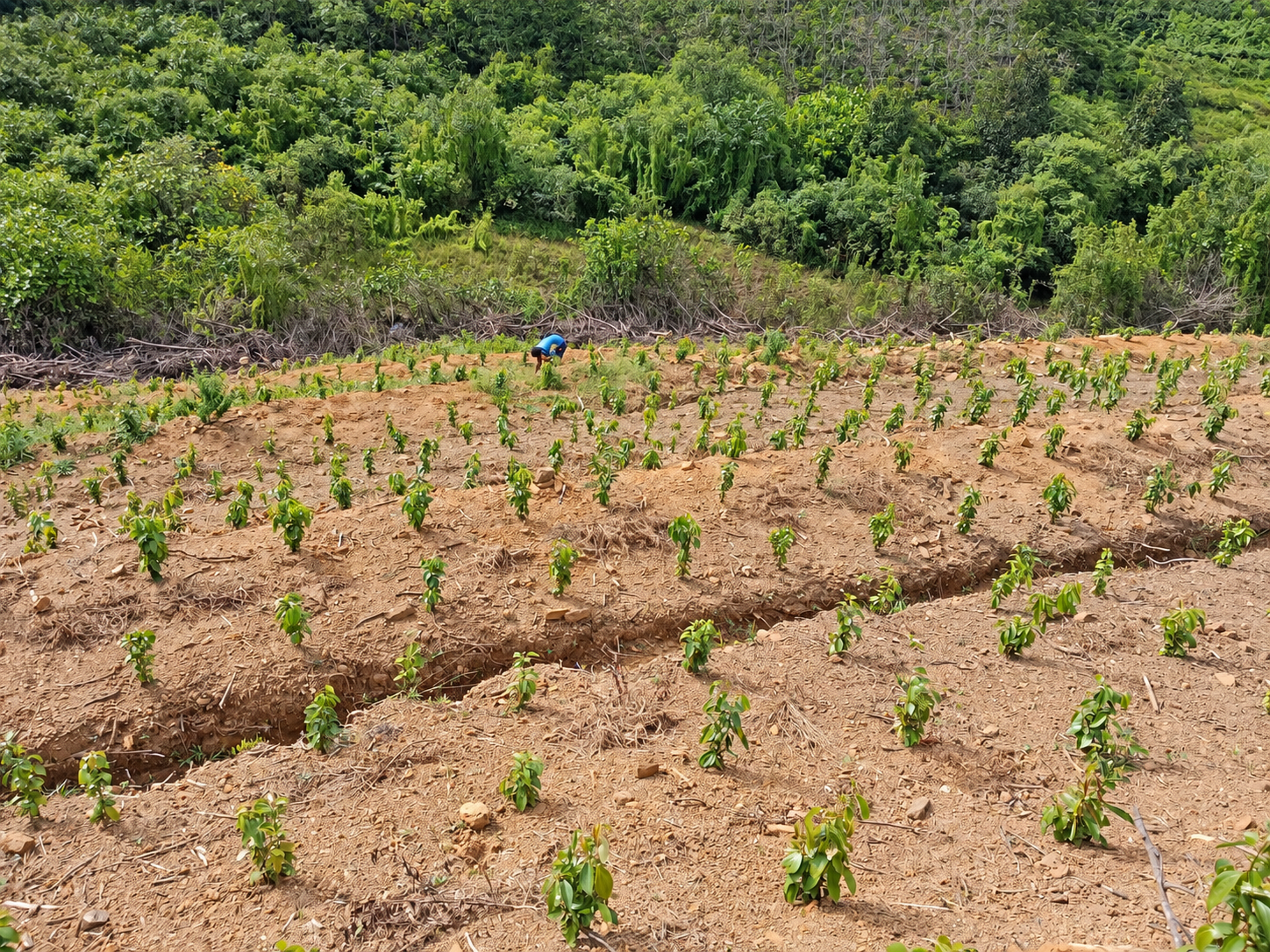 Young cinnamon growth at the Ransiya cinnamon estate