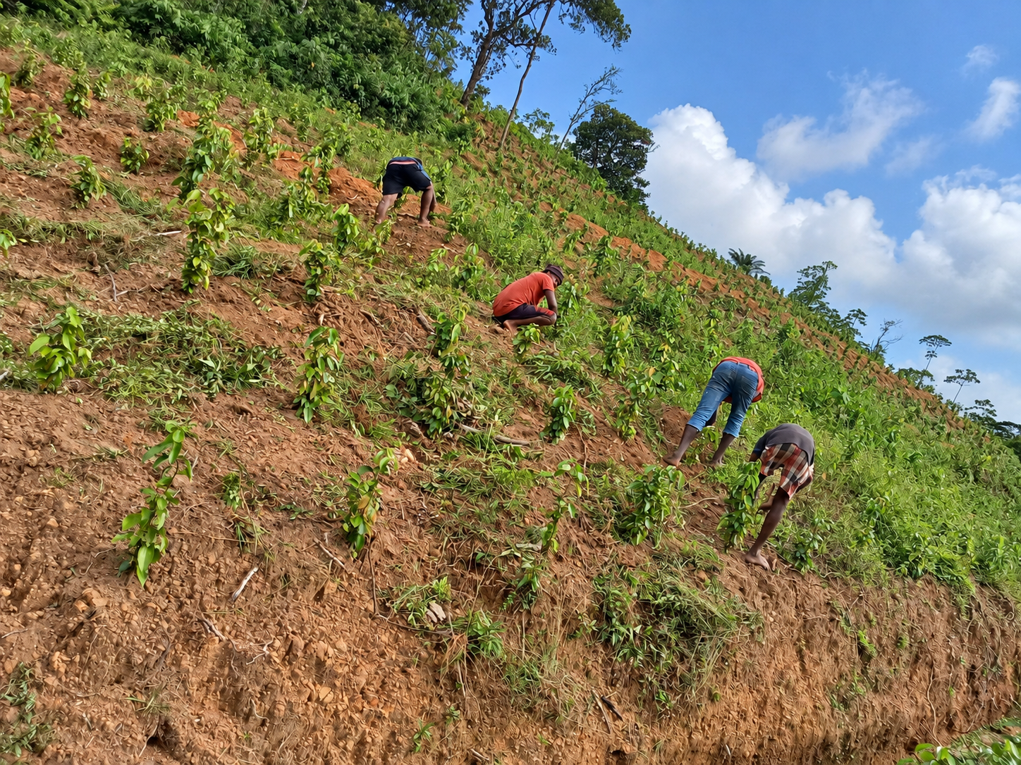 Cultivating with patience at the Ransiya cinnamon estate