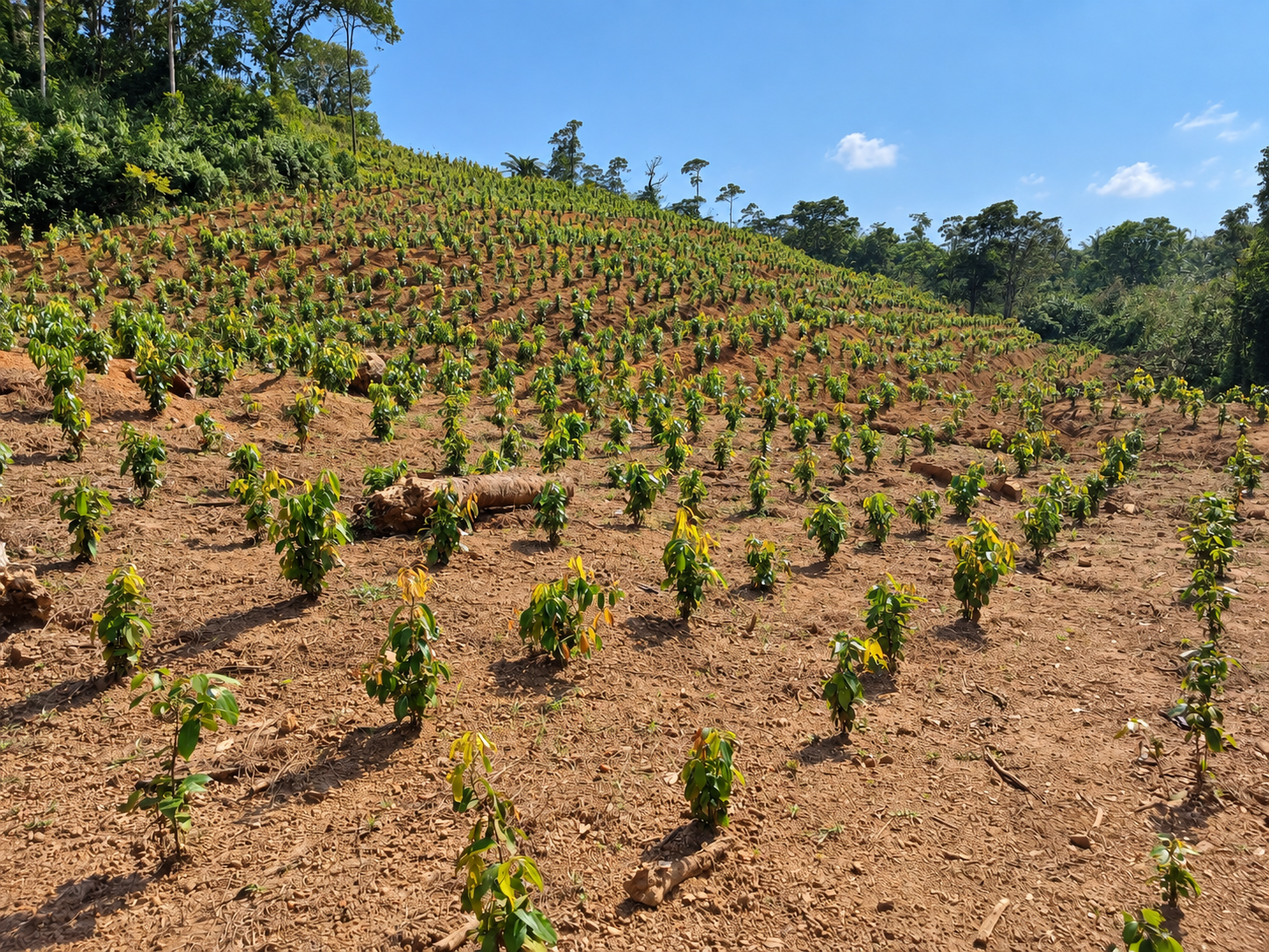 Healthy estate rows at the Ransiya cinnamon estate