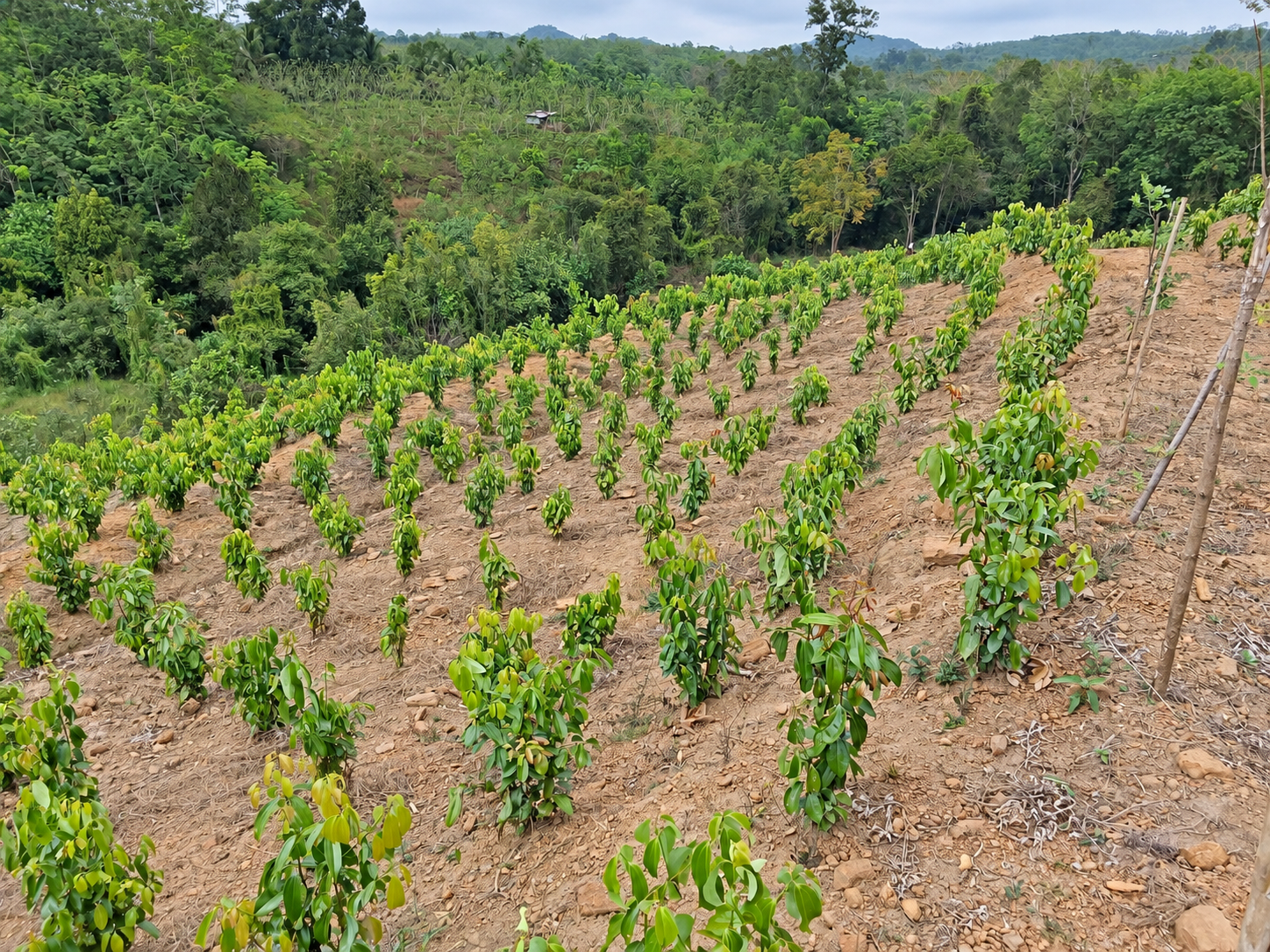 Working with the land at the Ransiya cinnamon estate