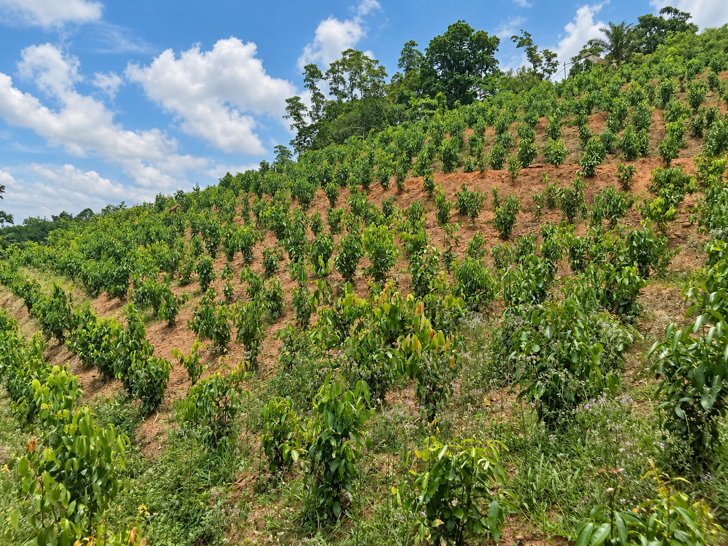 Life across the estate at the Ransiya cinnamon estate