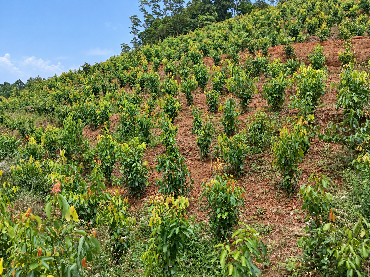 Estate care at the Ransiya cinnamon estate