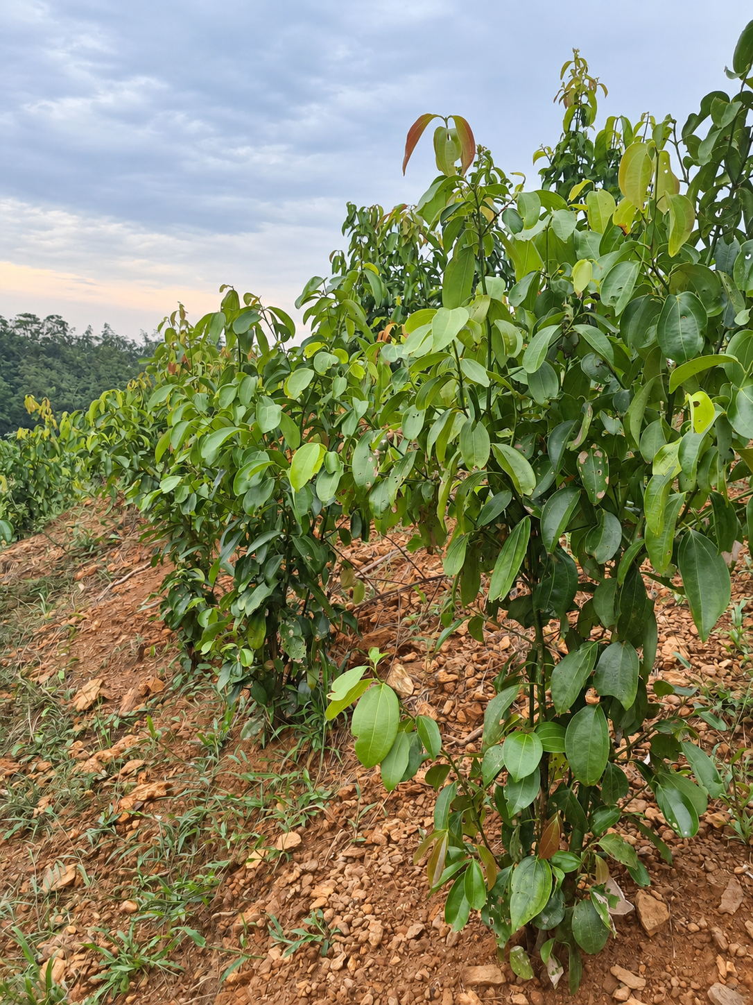 Cinnamon in its landscape at the Ransiya cinnamon estate