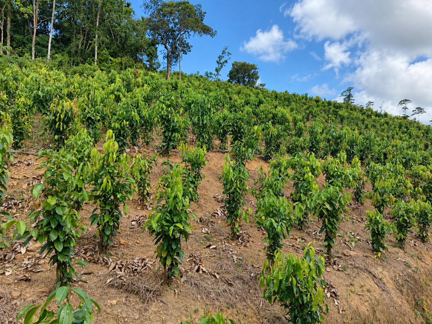 Growing season at the Ransiya cinnamon estate