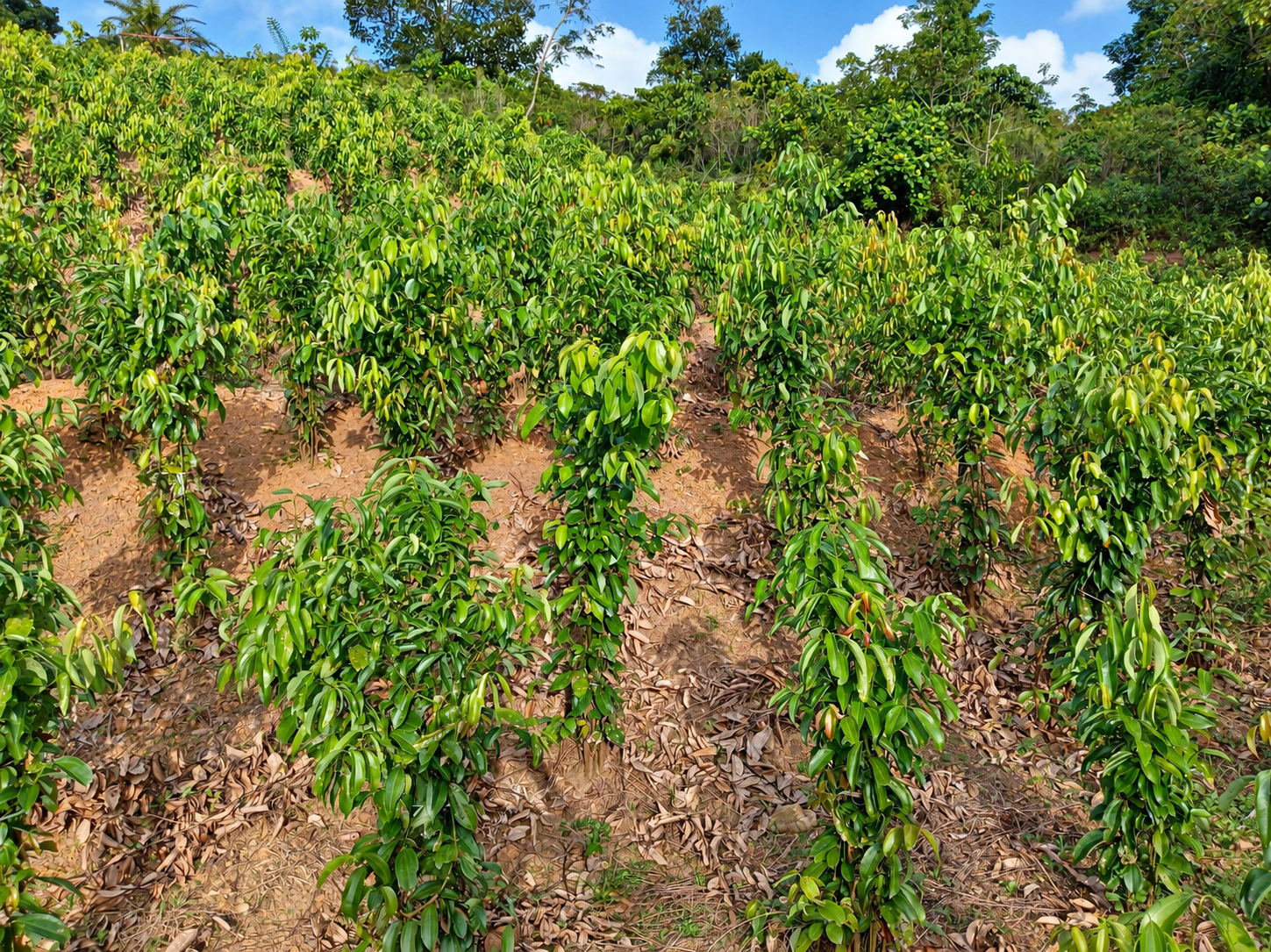 Across the hillside at the Ransiya cinnamon estate