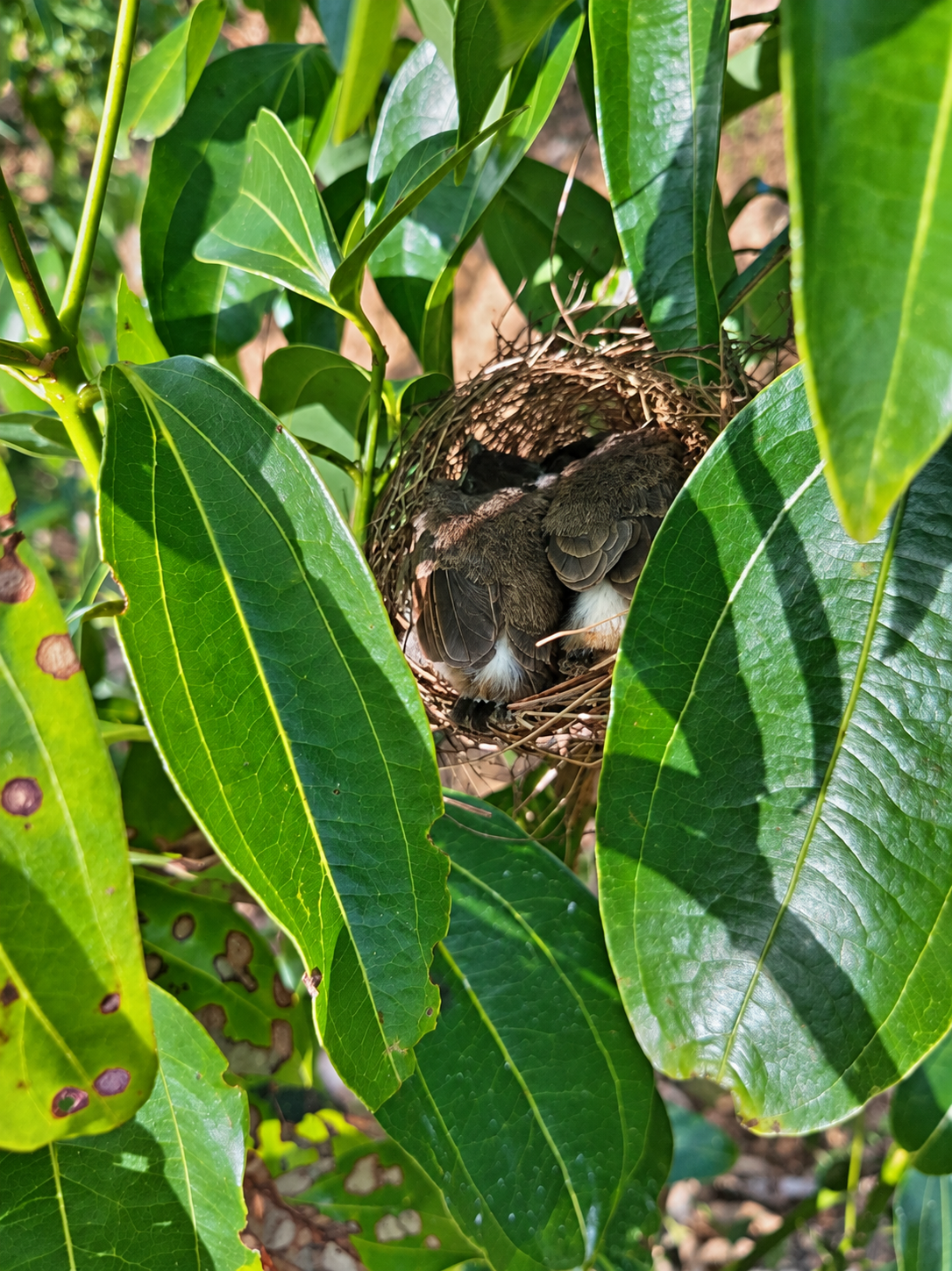 From soil to stem at the Ransiya cinnamon estate