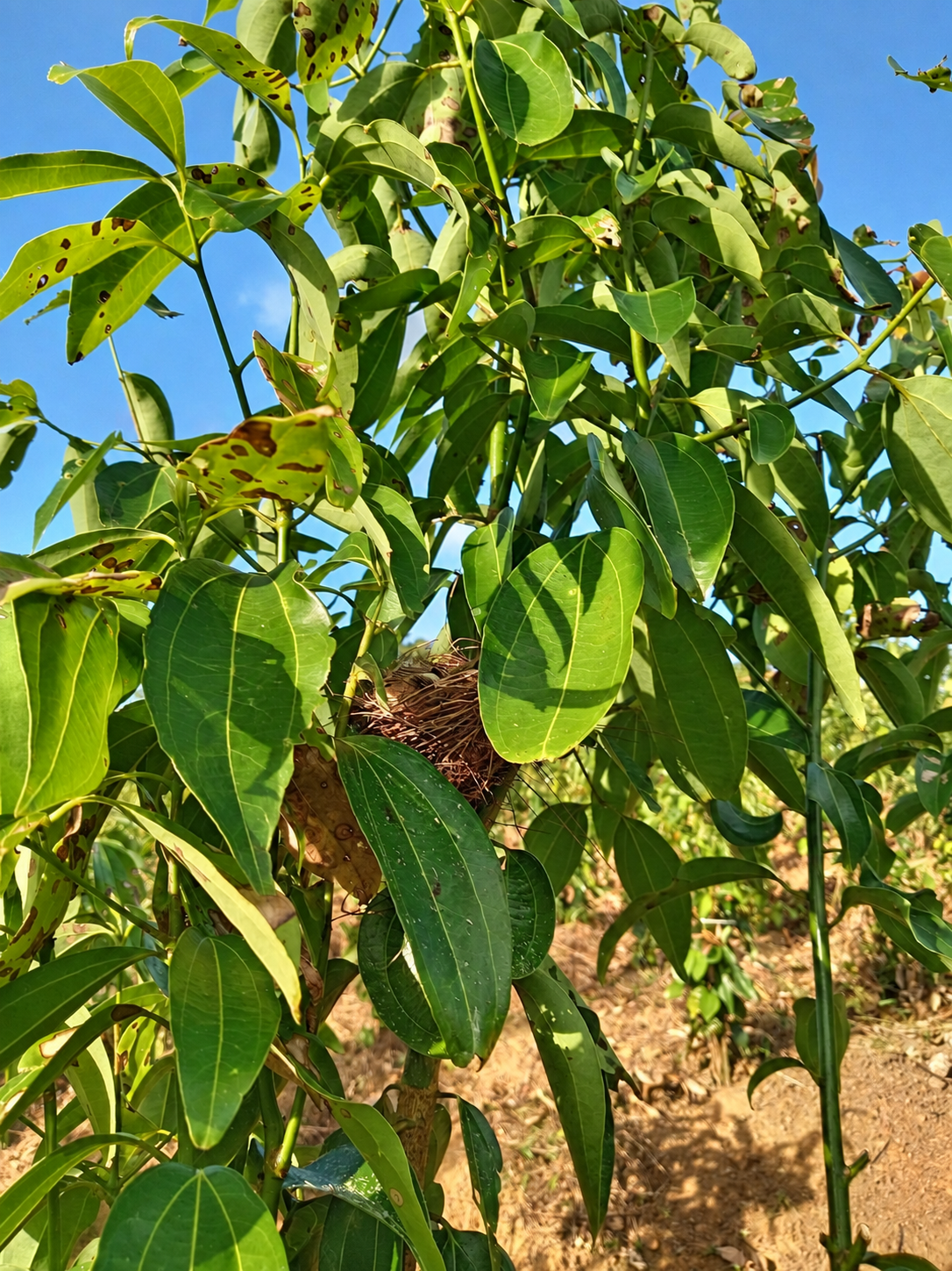 Patient cultivation at the Ransiya cinnamon estate