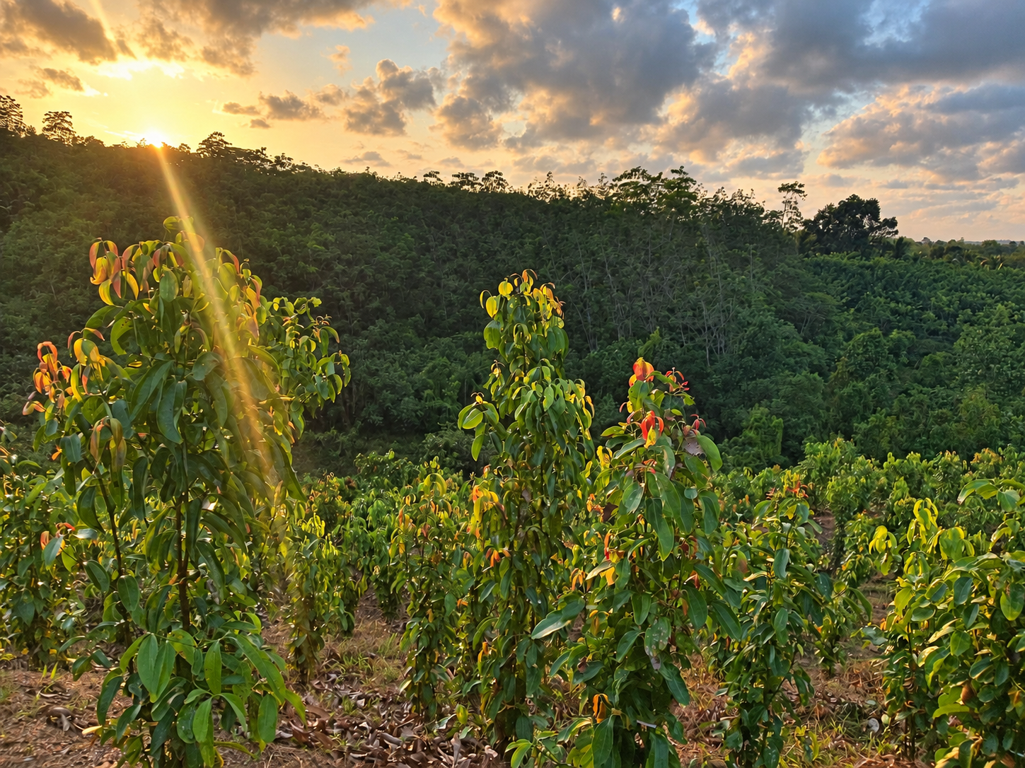 Living rows at the Ransiya cinnamon estate