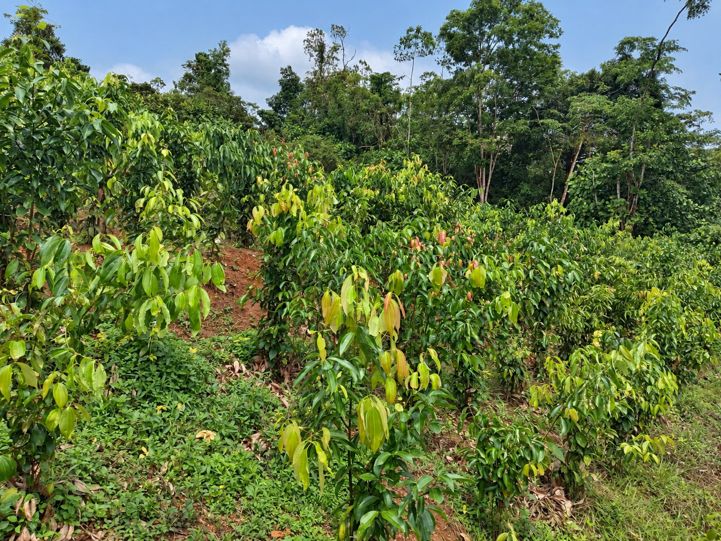 Estate stewardship at the Ransiya cinnamon estate