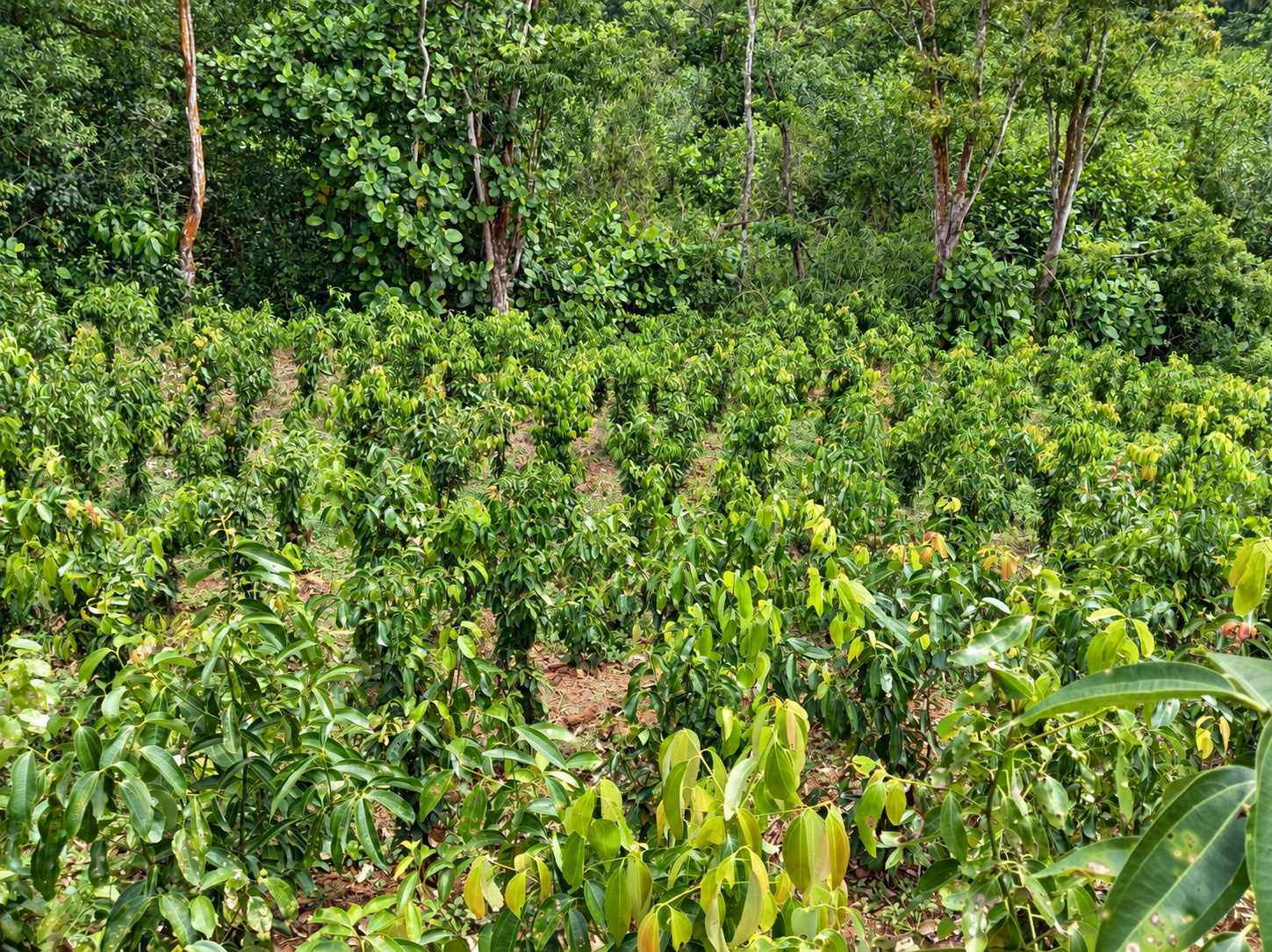 A thriving plantation at the Ransiya cinnamon estate