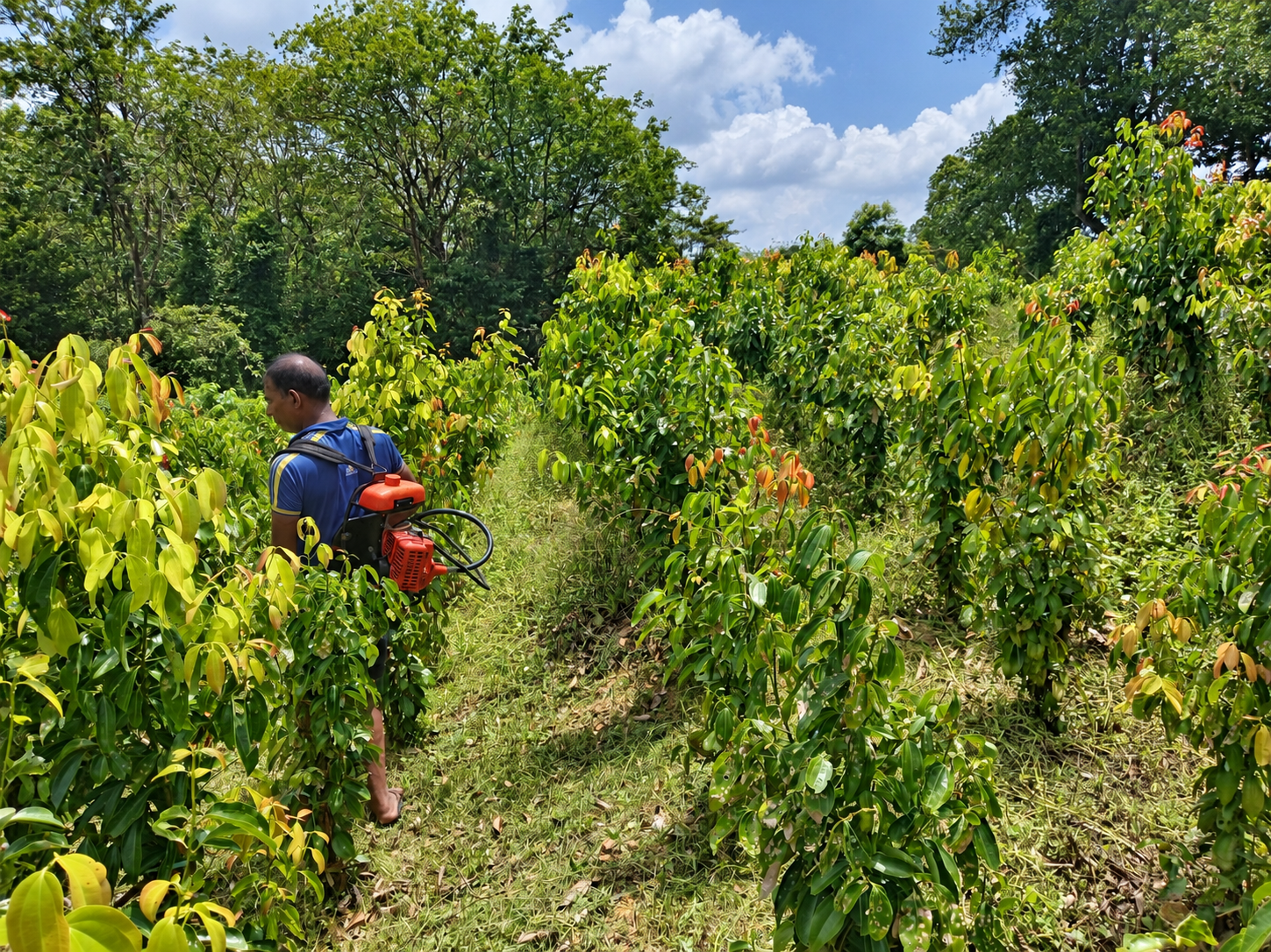 Caring for every tree at the Ransiya cinnamon estate
