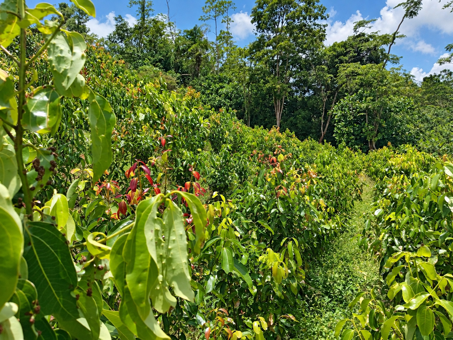 Cinnamon in full growth at the Ransiya cinnamon estate