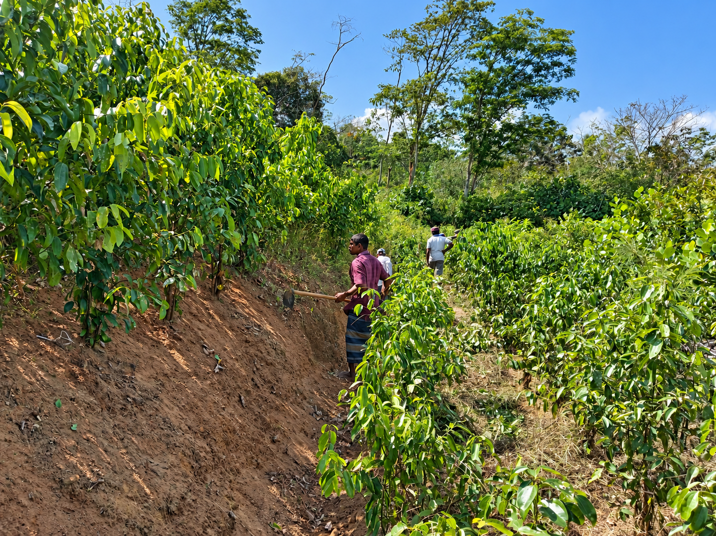 Skilled hands on the estate at the Ransiya cinnamon estate