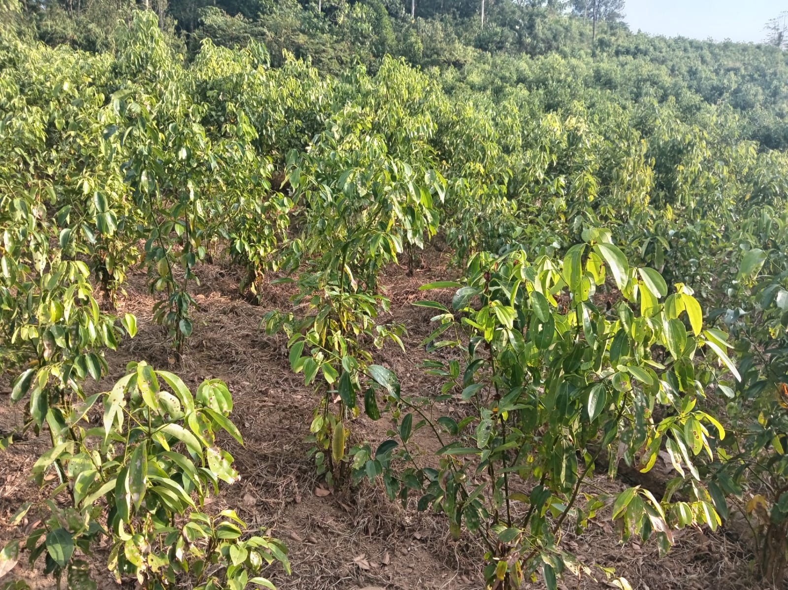 WhatsApp Image 2026-03-07 at 8.47.19 PM